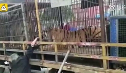 Cho hổ ăn tiền giấy, người đàn ông nhận 'trái đắng'