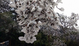 Tin thời tiết 25/11: Fansipan -5 độ, nhiều nơi xuất hiện băng tuyết