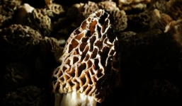 Tưởng bị vấp vào đống bùn đất nhưng không ngờ đó là tuyệt phẩm của tạo hóa