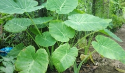 Nhà hàng dùng cây ráy làm lẩu, 9 người nhập viện