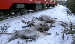 Tàu hỏa đâm chết hơn 100 con tuần lộc ở Na Uy trước Giáng sinh