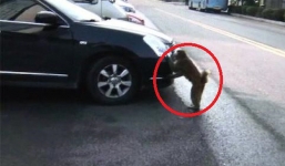 Nhận được một 'đặc ân', chú khỉ ngày nào cũng tiễn người phụ nữ ra về sau giờ làm