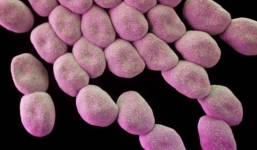 Trưởng khoa truyền nhiễm BV Bạch Mai: Bệnh viện là nơi có nhiều vi khuẩn siêu kháng thuốc