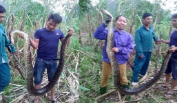 Không xử lý được vụ bắt trăn quý để nấu cao ở Nghệ An