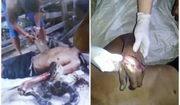 Bị bỏ đói nhiều ngày, trăn khổng lồ điên cuồng lao vào siết chủ đến chết