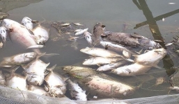 Khóc ròng vì hàng trăm tấn cá đặc sản chết trắng ở Huế