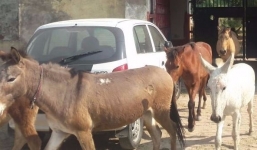 Cảnh sát Ấn Độ bắt giam 8 con lừa vì tội ăn lá cây nhà hàng xóm