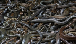 Bí ẩn 'vùng đất cấm' đối với con người vì 'đi dễ khó về'