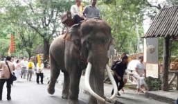 Voi nổi tiếng lên cơn điên siết chết chủ