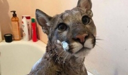 Chàng trai cưu mang báo sư tử đi lạc vì tưởng là mèo