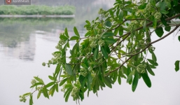 Khi 'mùa hoa sữa về thơm từng cơn gió' trở thành nỗi ám ảnh với người dân Thủ Đô