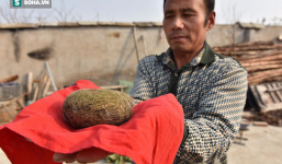 Phát hiện 'vật thể lạ' trong bụng lợn nhà nuôi, được định giá hơn chục tỉ đồng