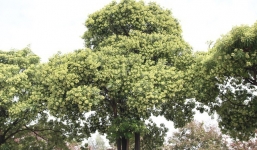 Công dụng bất ngờ của loài mang tên 'cơn ác mộng về đêm' ở Hà Nội