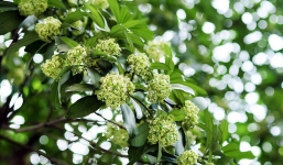 Mùa 'hoa sữa ngọt ngào' trở thành nỗi ám ảnh người dân Hà Nội