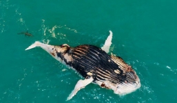 Phát hiện cá voi nổi lềnh bềnh trên biển, người đàn ông giật mình vì cảnh tượng hãi hùng khi lại gần