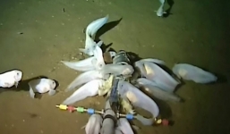 Phát hiện sinh vật kỳ dị ở rãnh đại dương bí ẩn, sâu kỷ lục trên Trái Đất