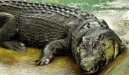 Bí mật về cá sấu 'quái vật' khủng nhất thế giới