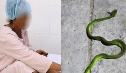 TP.HCM: Cấp cứu người phụ nữ bị rắn lục đuôi đỏ “phục kích” cắn ngay trong nhà