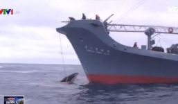 Tàu cá Nhật Bản săn cá voi bằng chất nổ gây phẫn nộ