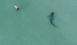 Hãi hùng khoảnh khắc cá mập áp sát mà du khách không hề biết
