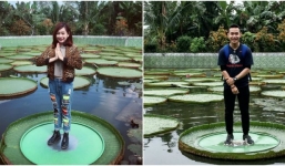 Lá sen khổng lồ cõng được cả người 80kg ở Đồng Tháp gây sốt mạng xã hội