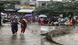 Thực hư về vụ cá sấu lên bờ 'làm loạn' giữa khu chợ