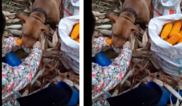 Clip chó cưng giúp chủ bóc vỏ ngô ở Cao Bằng lên báo nước ngoài