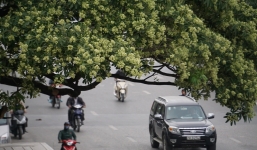 Công ty Cây xanh khẳng định Hà Nội có 6000 cây hoa sữa, số lượng này là rất ít