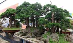 Mãn nhãn với hàng trăm cây cảnh kiểu dáng kỳ lạ có giá tiền tỷ