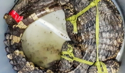 Hàng chục người dân vây bắt cá sấu xuất hiện trong đầm tôm