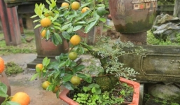 Quất ghép cần thăng chơi Tết: “Hàng độc” hiếm có khó tìm