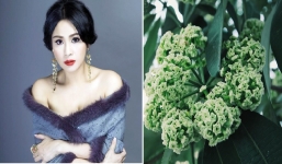 Đến lượt Diva Thanh Lam nói về việc cả Hà Nội ngạt thở cơn ác mộng hoa sữa