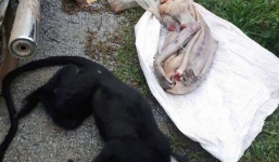 Hà Tĩnh: Phát hiện 2 con voọc bị cạo sạch lông, mổ lấy nội tạng