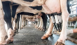 Bộ mặt thật đáng sợ đằng sau những trang trại chăn nuôi bò sữa