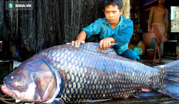 Loài cá khổng lồ có thể bị gạch khỏi sách đỏ VN: Vì sao nhà hàng sẵn sàng chi nghìn USD?