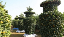 Hé lộ loại quất cảnh đẹp, lạ được người dân Hưng Yên cho ra mắt dịp Tết Nguyên đán năm nay