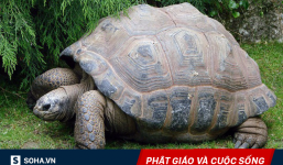 Làm một việc giúp con rùa già, người ăn mày không ngờ có thể đổi đời nhanh đến vậy!