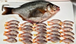 Mua cá về nhà, hai mẹ con tá hỏa phát hiện ra điều chưa từng có