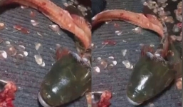 Cá vẫn thở thoi thóp dù bị lọc hết thịt chỉ còn phần đầu 