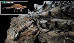 Giải mã hóa thạch quái vật mệnh danh 'xe tăng 4 chân': Lớp 'áo giáp' còn nguyên vẹn