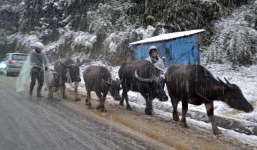Đêm 8/12, không khí lạnh bao trùm Bắc bộ, vùng núi có nơi rét đậm, rét hại