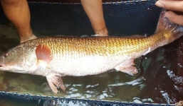 Câu được cá sủ vàng quý hiếm, khách trả 400 triệu chưa bán