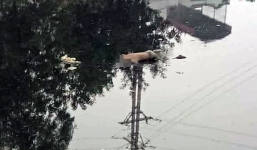 Tá hỏa phát hiện thi thể nam giới trôi trên sông Nhuệ