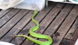 Bình Dương: Rắn lục đuôi đỏ cực độc xuất hiện bất thường, người dân sợ hãi