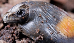 Lần đầu tiên quan sát loài thằn lằn 'tiến hóa ngược' cực hiếm trong thế giới tự nhiên