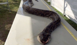 Xuất hiện trăn khổng lồ nặng 60kg, dài 5,2m khiến người dân hoang mang