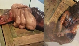 Xuất hiện con vật đầu cá thân người gây xôn xao cộng đồng mạng