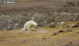 Cảnh tượng ám ảnh: Gấu Bắc Cực gầy trơ xương trên hòn đảo... không băng
