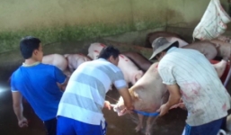 Phát hiện cơ sở giết mổ bơm nước tăng trọng vào heo trước khi giết mổ để trục lợi