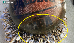 Thấy vật tròn nổi trên biển, hai ngư dân Anh kinh ngạc sau khi vớt lên